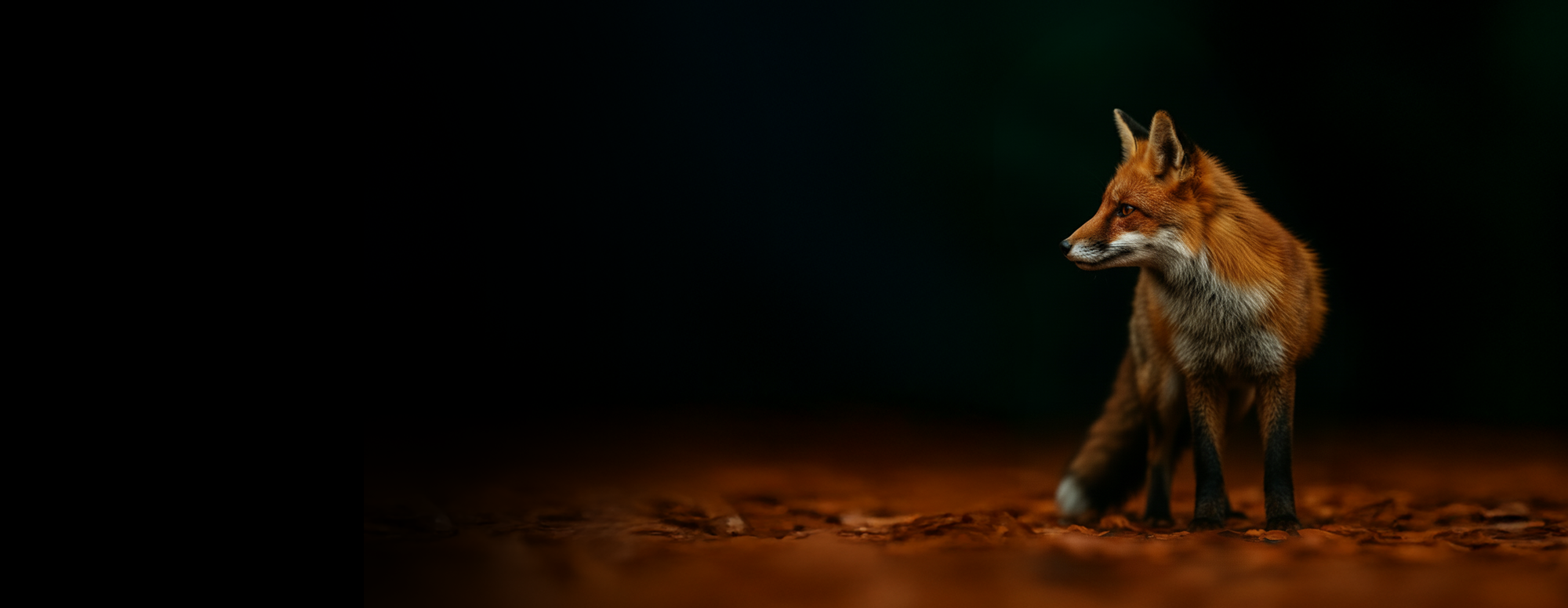 fox-hero.webp