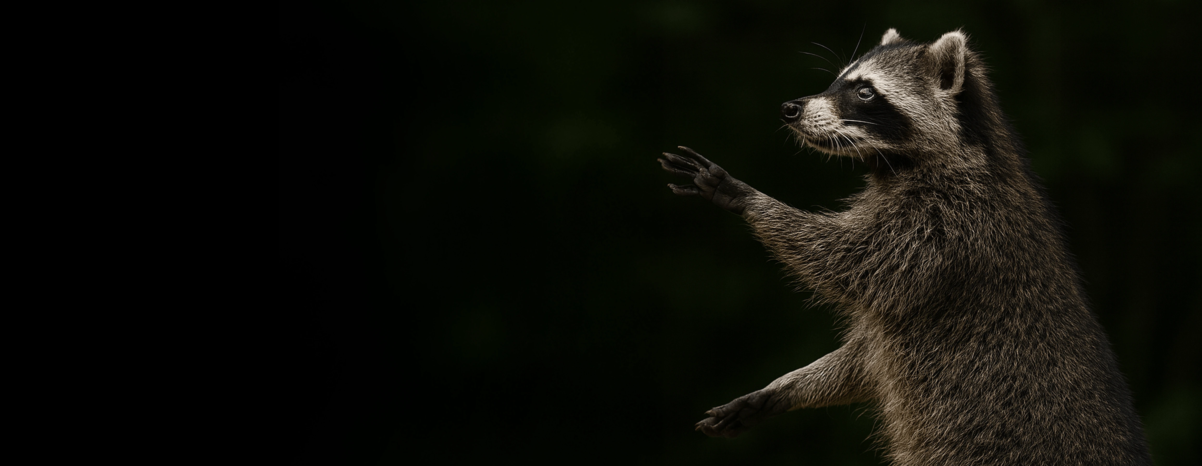 ONRAB for Racoons