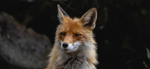 Fox - Rabitec Wildlife