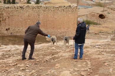 rabitec_sending-tablet-to-dog.webp