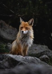 fox