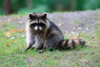 racoon