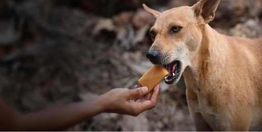 Dog eating Rabitec