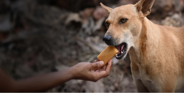 Dog eating Rabitec desktop