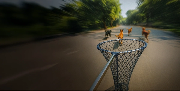No need to chase dog