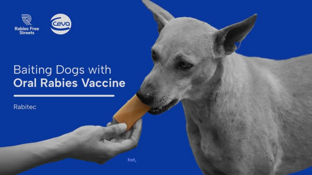 Rabitec - Baiting dogs with oral rabies vaccine