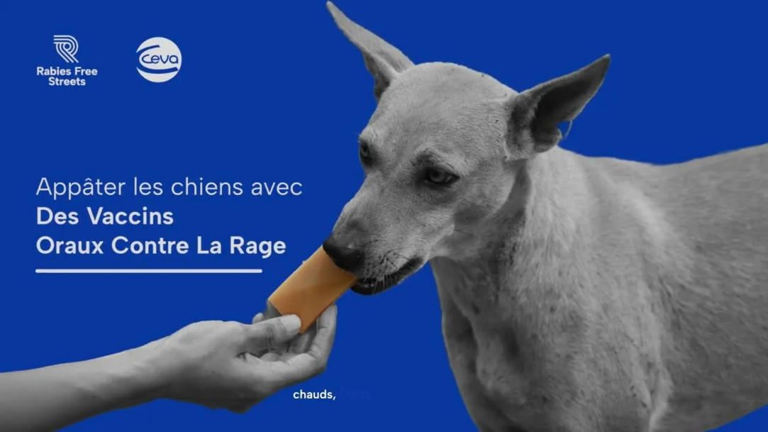 Appâter les chiens avec des vaccins oraux contre la rage